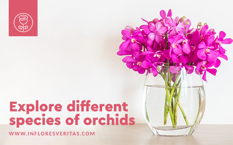  orchid bouquets