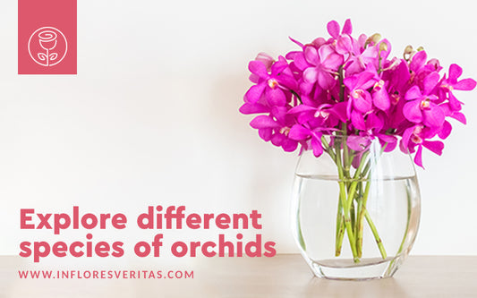  orchid bouquets